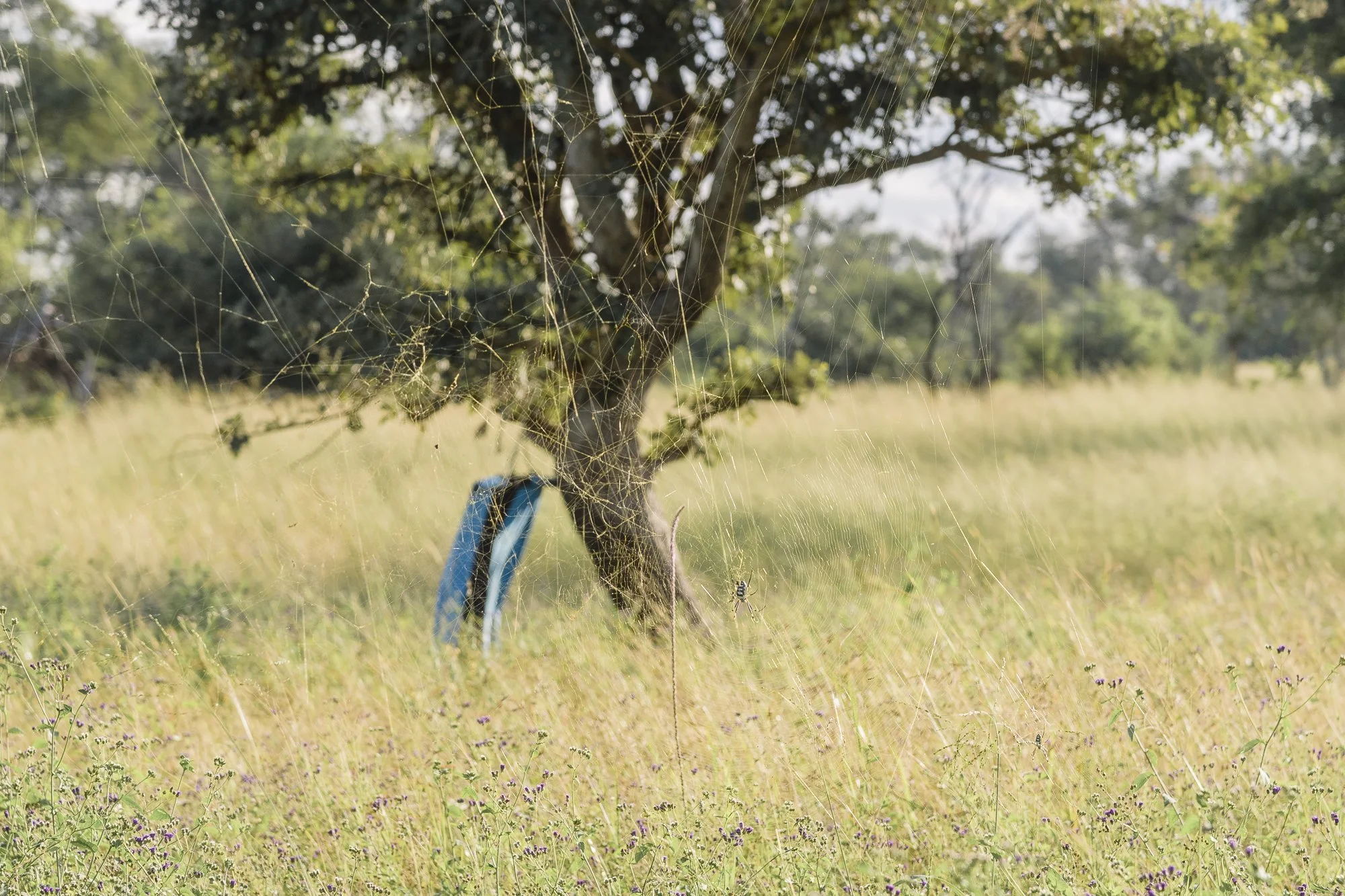 Wildlife55.JPG