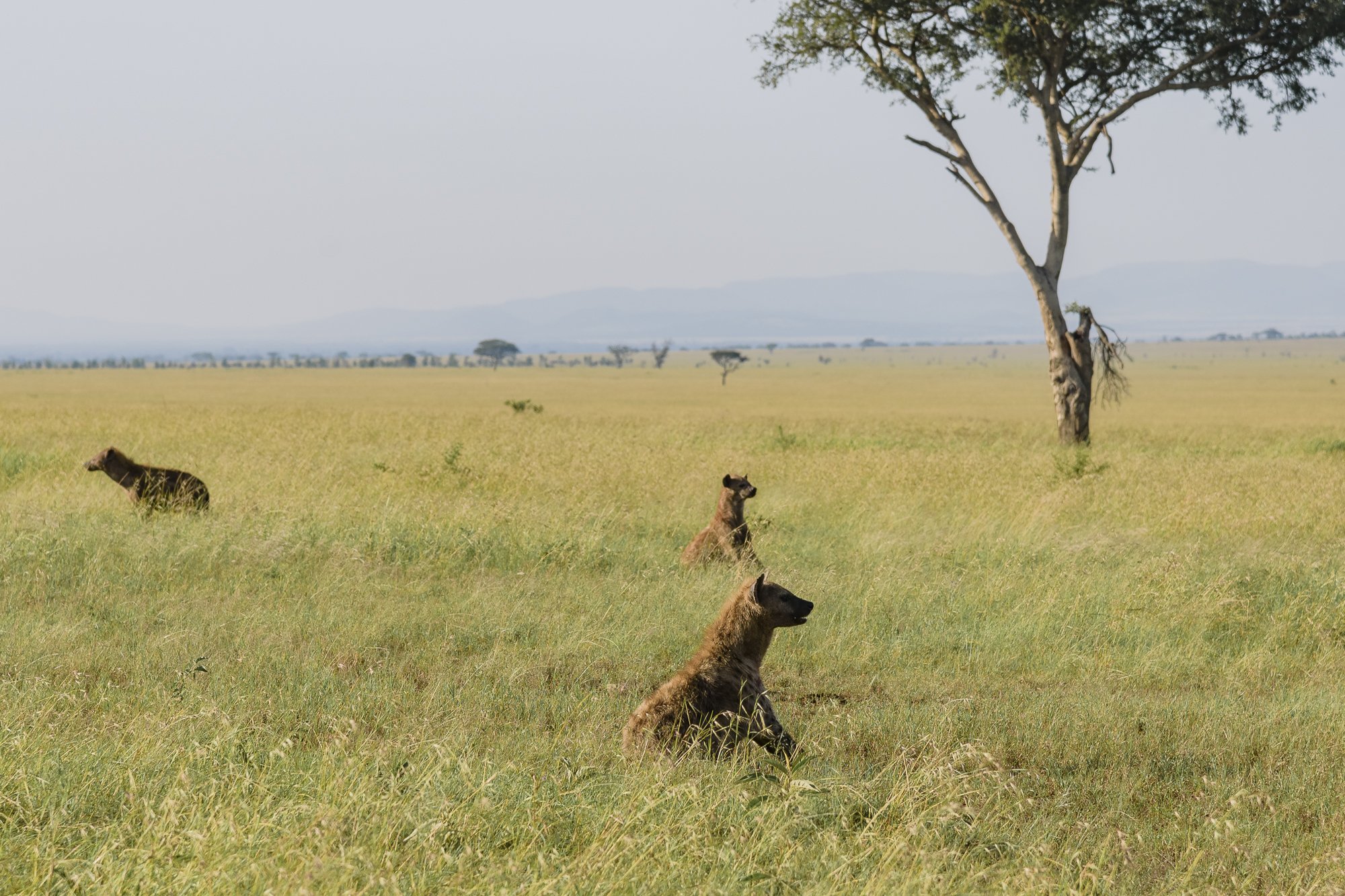 Wildlife58.JPG