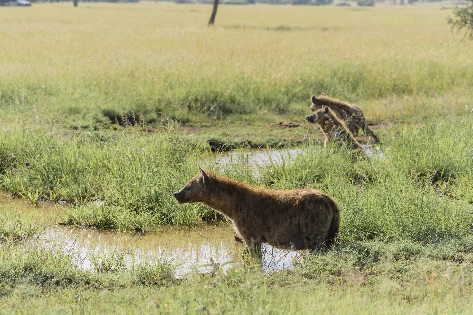 Wildlife60.JPG