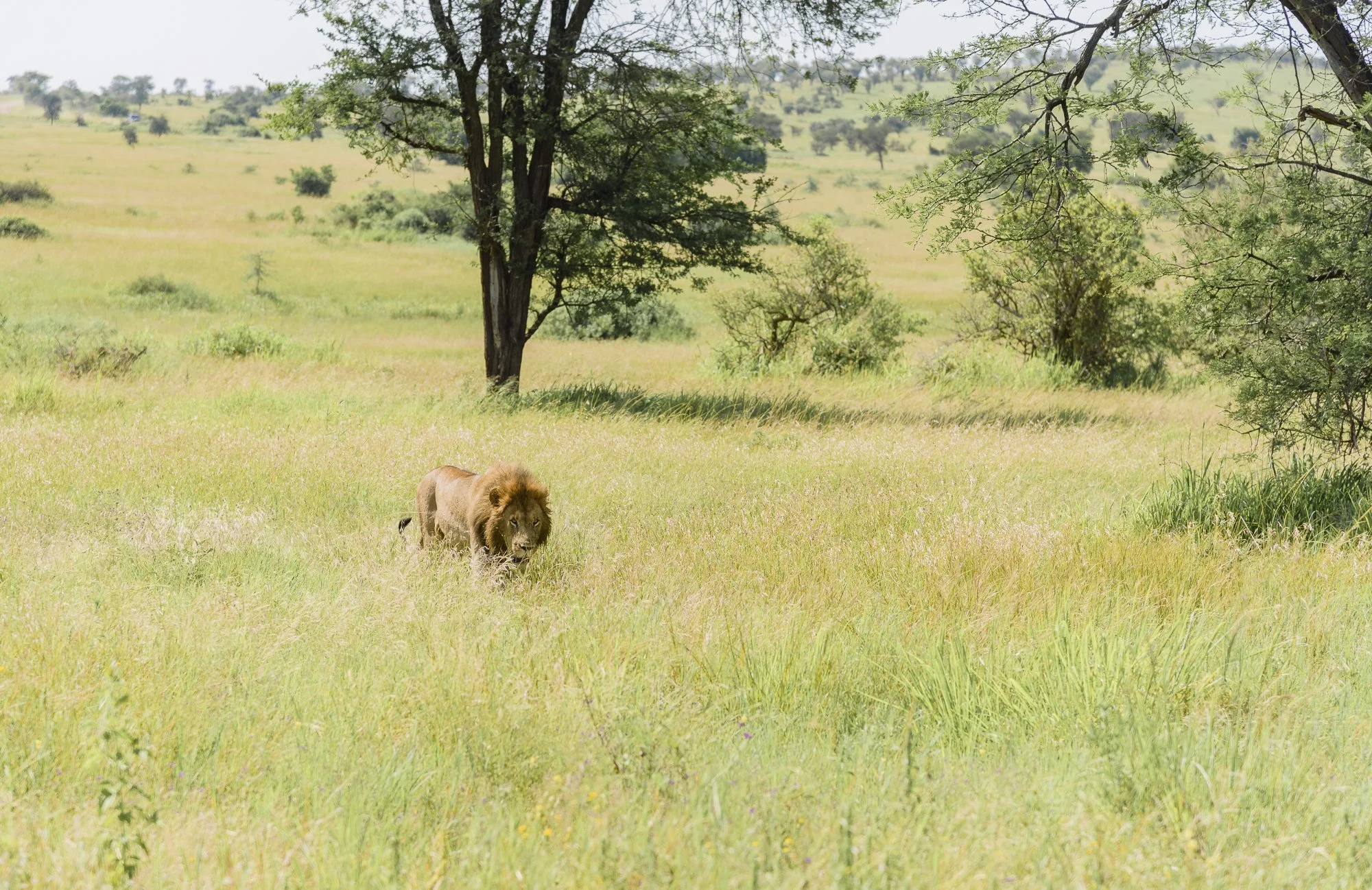 Wildlife70.JPG