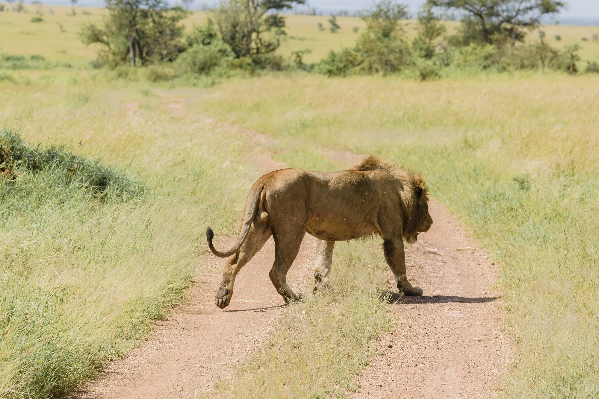 Wildlife71.JPG