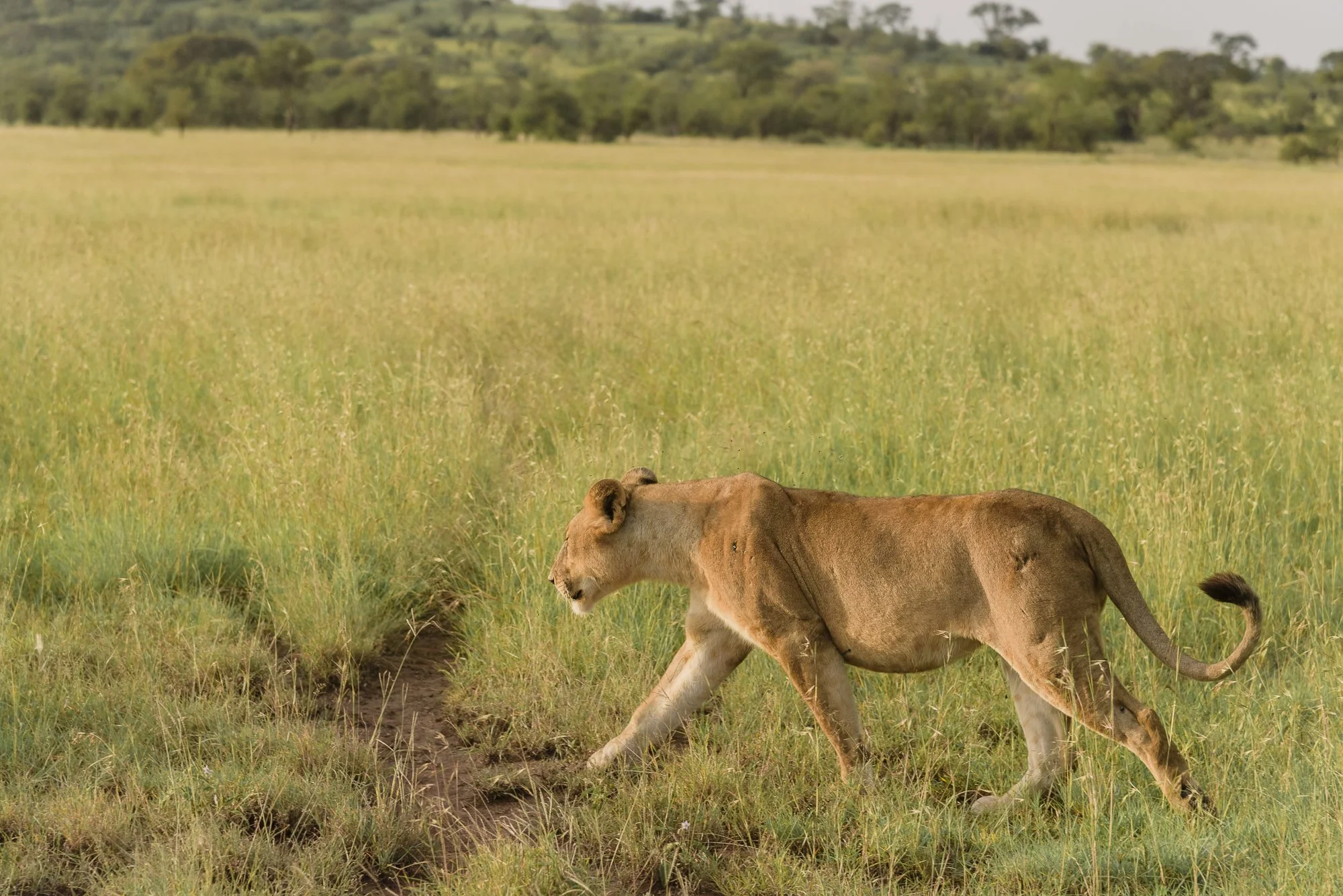 Wildlife87.JPG