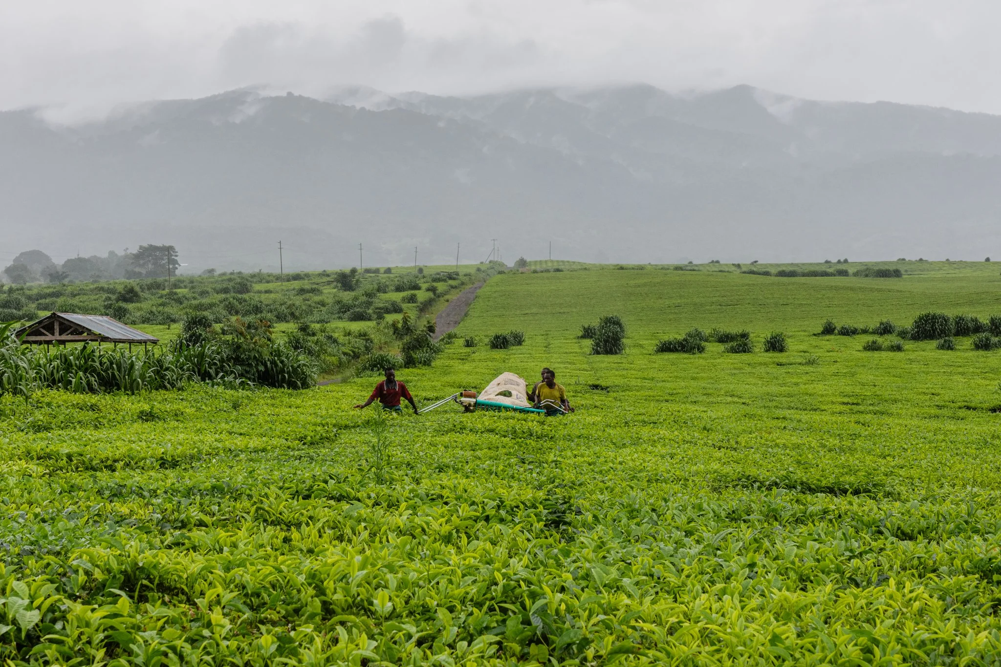 Two people working in a lush green tea plantation farm with mountains in the background on a cloudy day in Tukuyu, Mbeya, Tanzania.