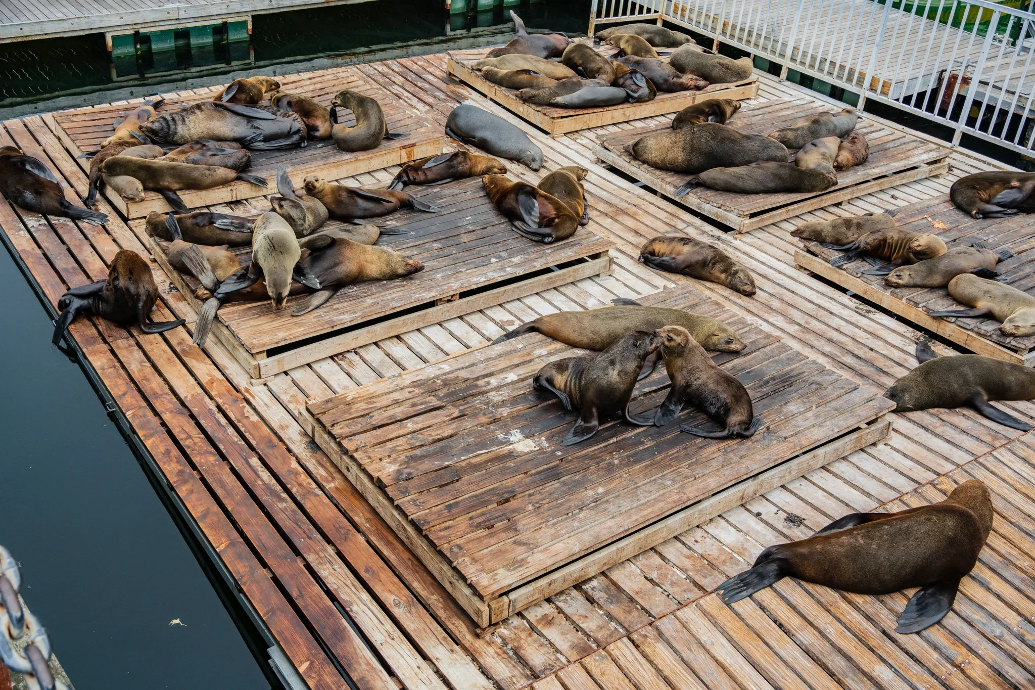 Numerous sea lions resting on wooden platforms at a dock with water visible at the edge.