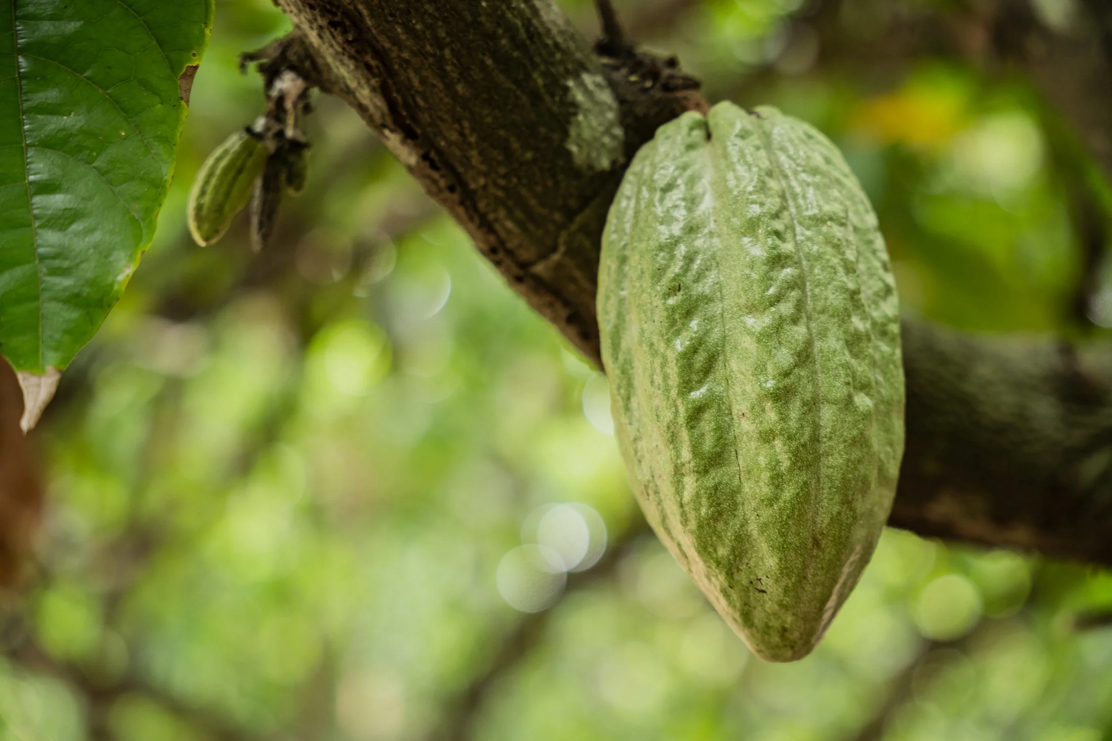 A close-up image of a cacao pod hanging from a tree branch in a lush green forest in Mababu Village, Kyela District.