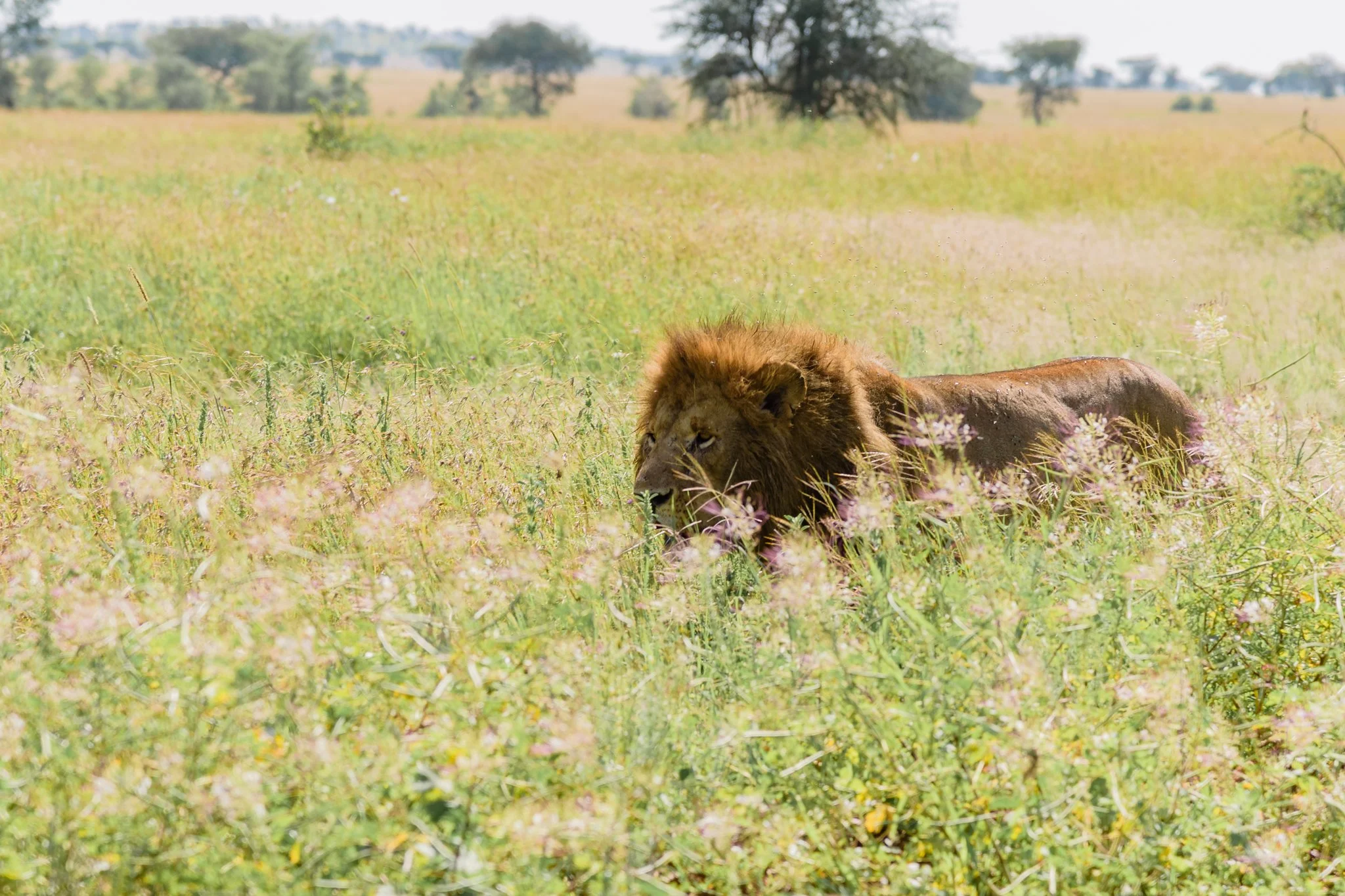 Singita Grumeti - Serengeti-032.JPG