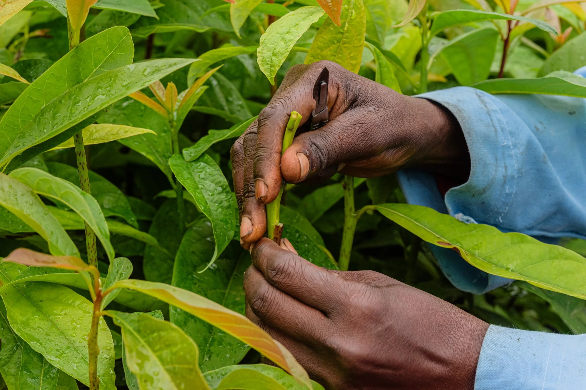 Close-up of a person's hands breeding different avocado varieties in an avocado nursery in Tukuyu, Mbeya, Tanzania.