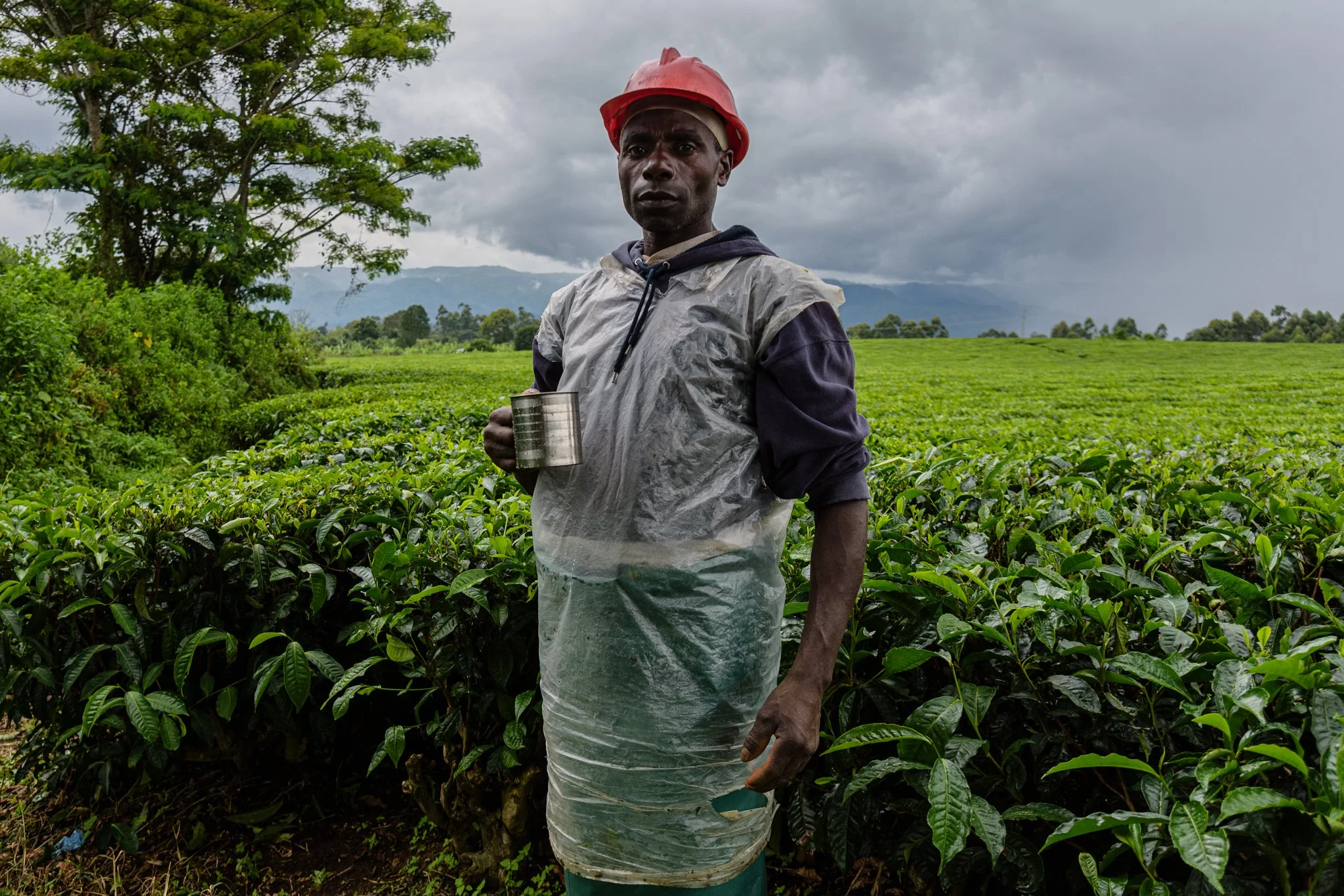 A man wearing a red safety helmet and a transparent plastic apron stands in a green tree plantation, holding a metal cup, with a cloudy sky and mountains in the background in Tukuyu, Mbeya, Tanzania.