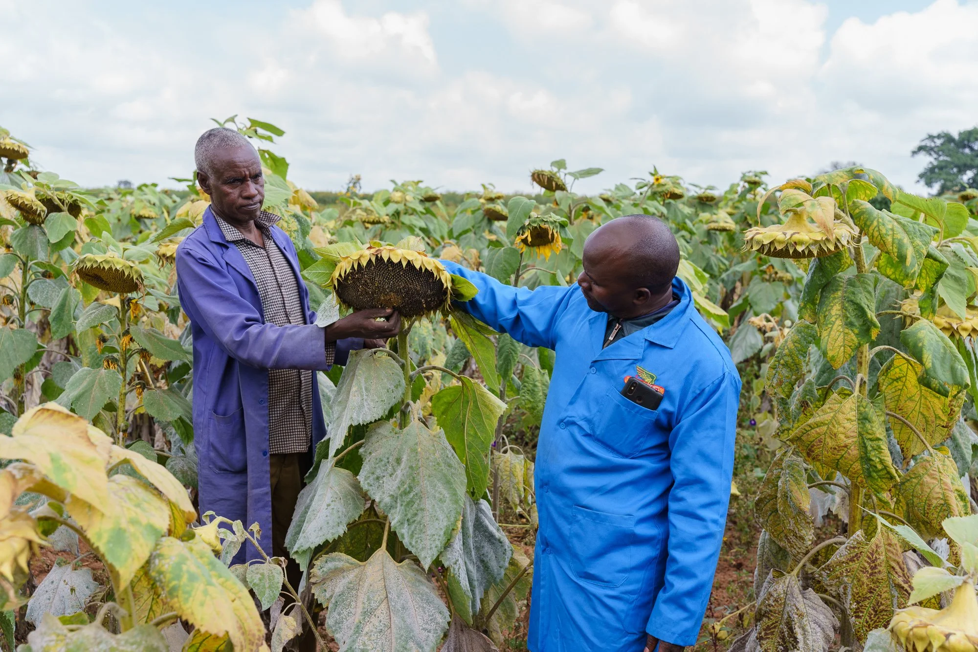 Two men standing in a sunflower field examine a sunflower head under a cloudy sky, photographed during a Farm Africa project in Babati, Manyara, Tanzania.