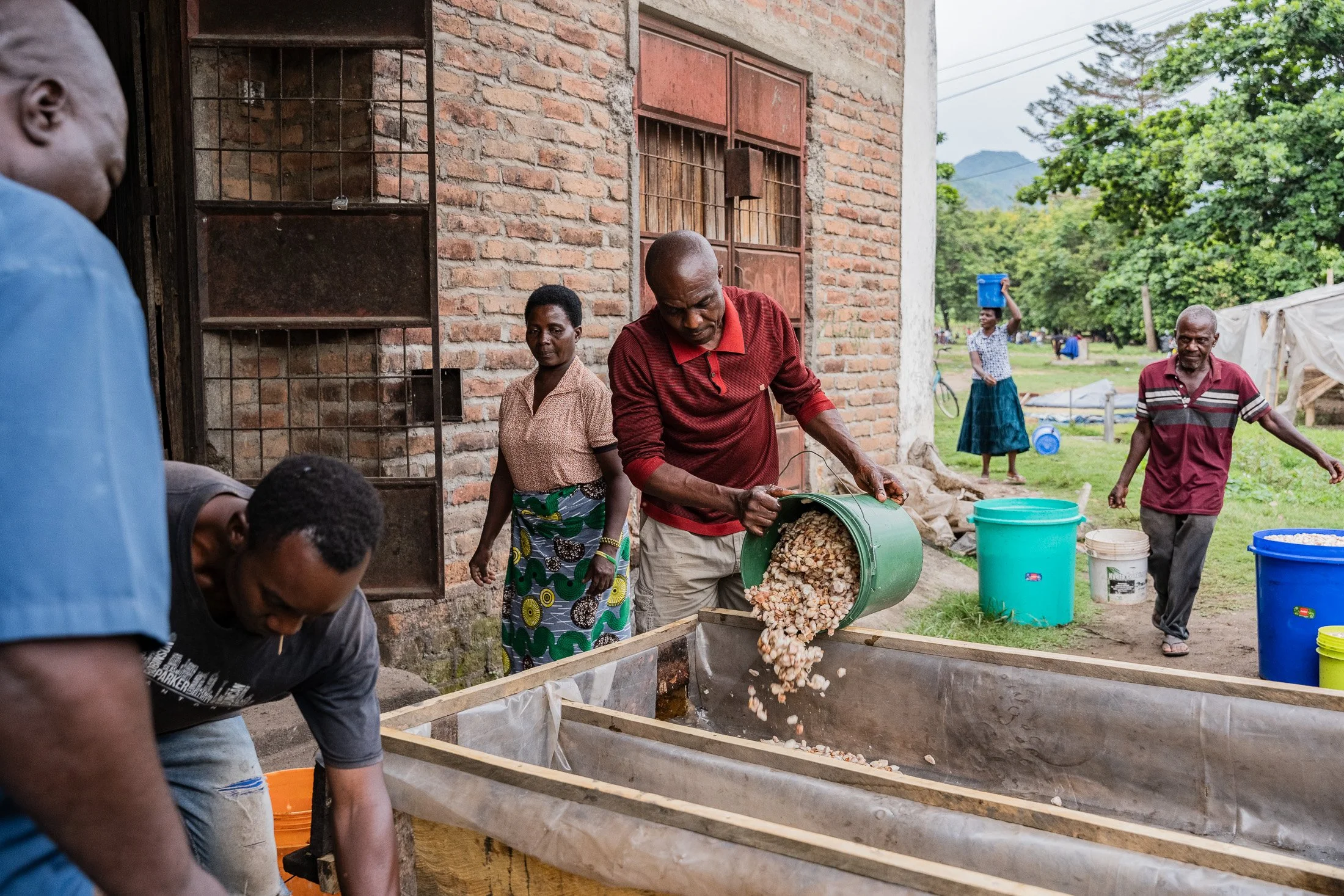 Cocoa farmers working together during post-harvest processing in Mababu Village
