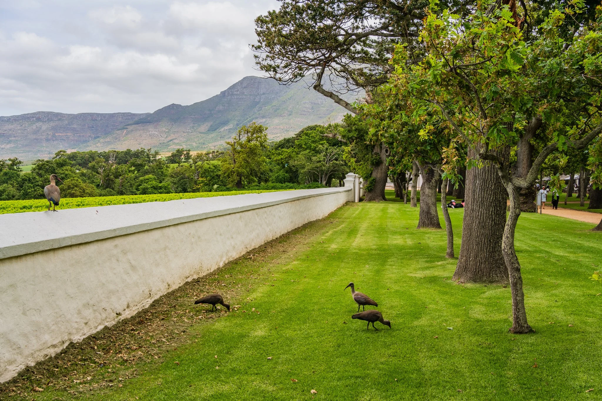 A scenic park with a well-maintained grassy area, several trees lining the path, and a white wall with birds perched on it. Mountains are visible in the background under a cloudy sky.
