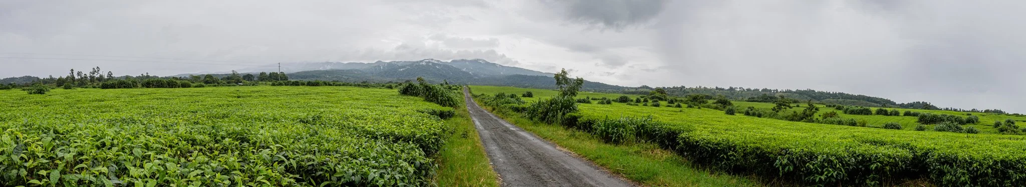 Wide field of green tea plantation with mountains in the background on a cloudy day in Tukuyu, Mbeya, Tanzania.