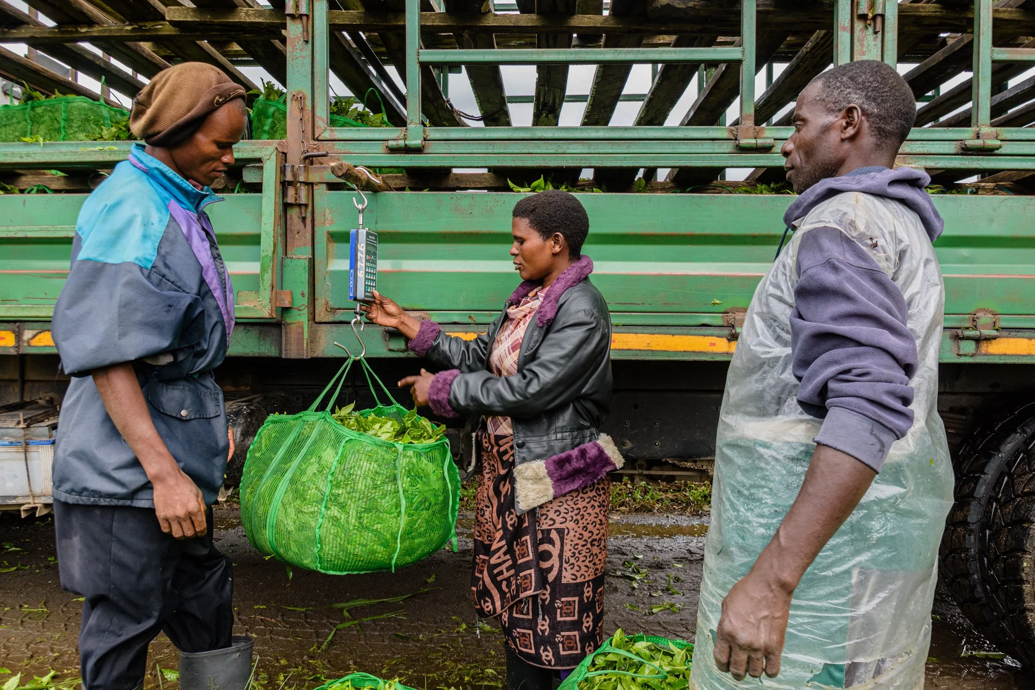 Three people are weighing tea leaves on a scale in a green net bag beside a green truck in Tukuyu, Mbeya, Tanzania.