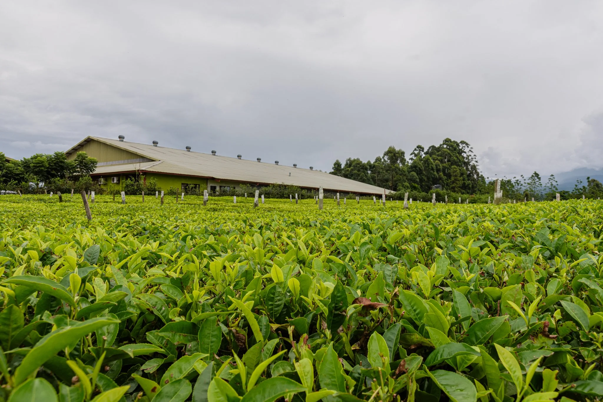 Green tea plantation with rows of lush green tea plants, a large building in the background, and a cloudy sky overhead in Mbeya, Tanzania.