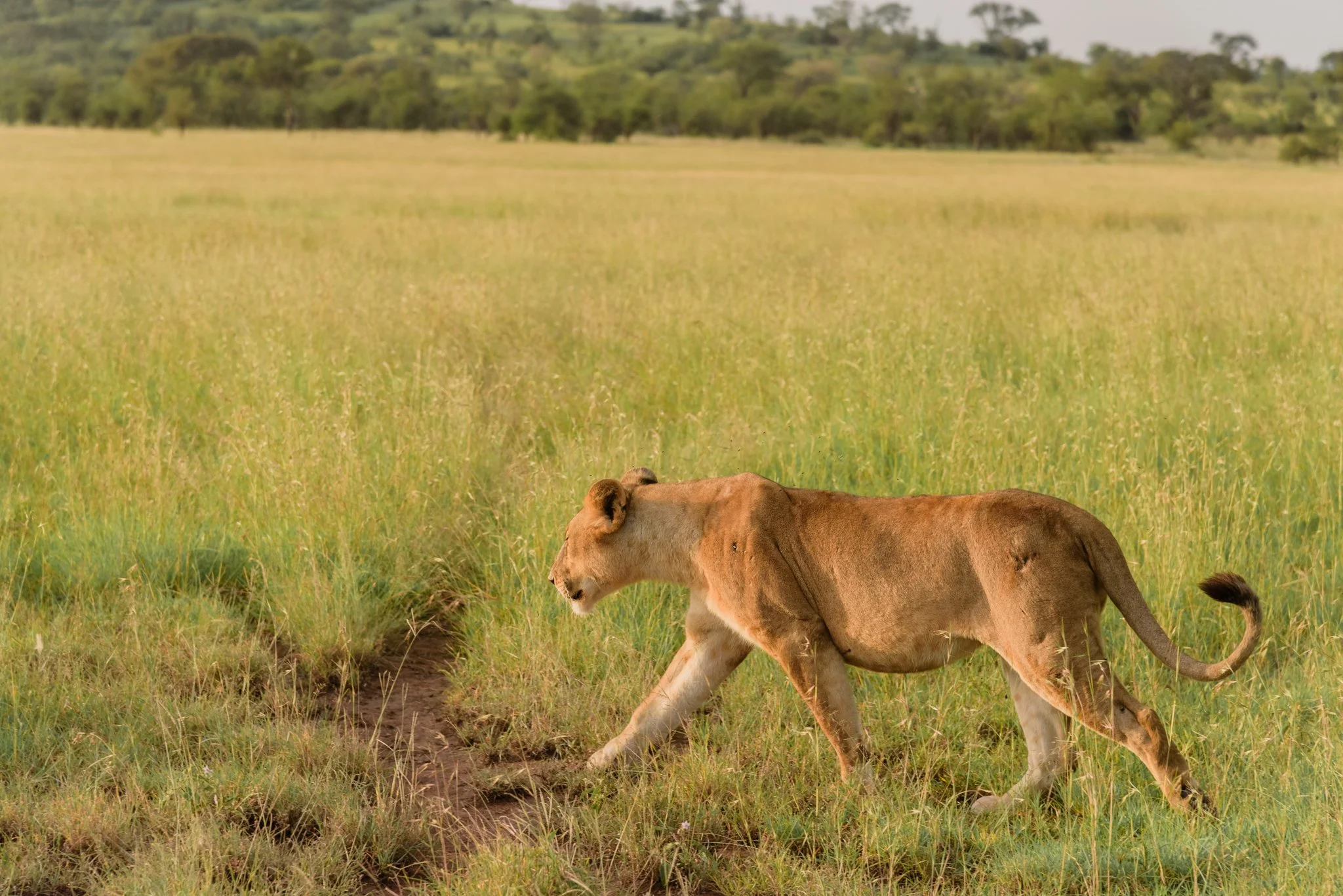 Singita Grumeti - Serengeti-037.JPG