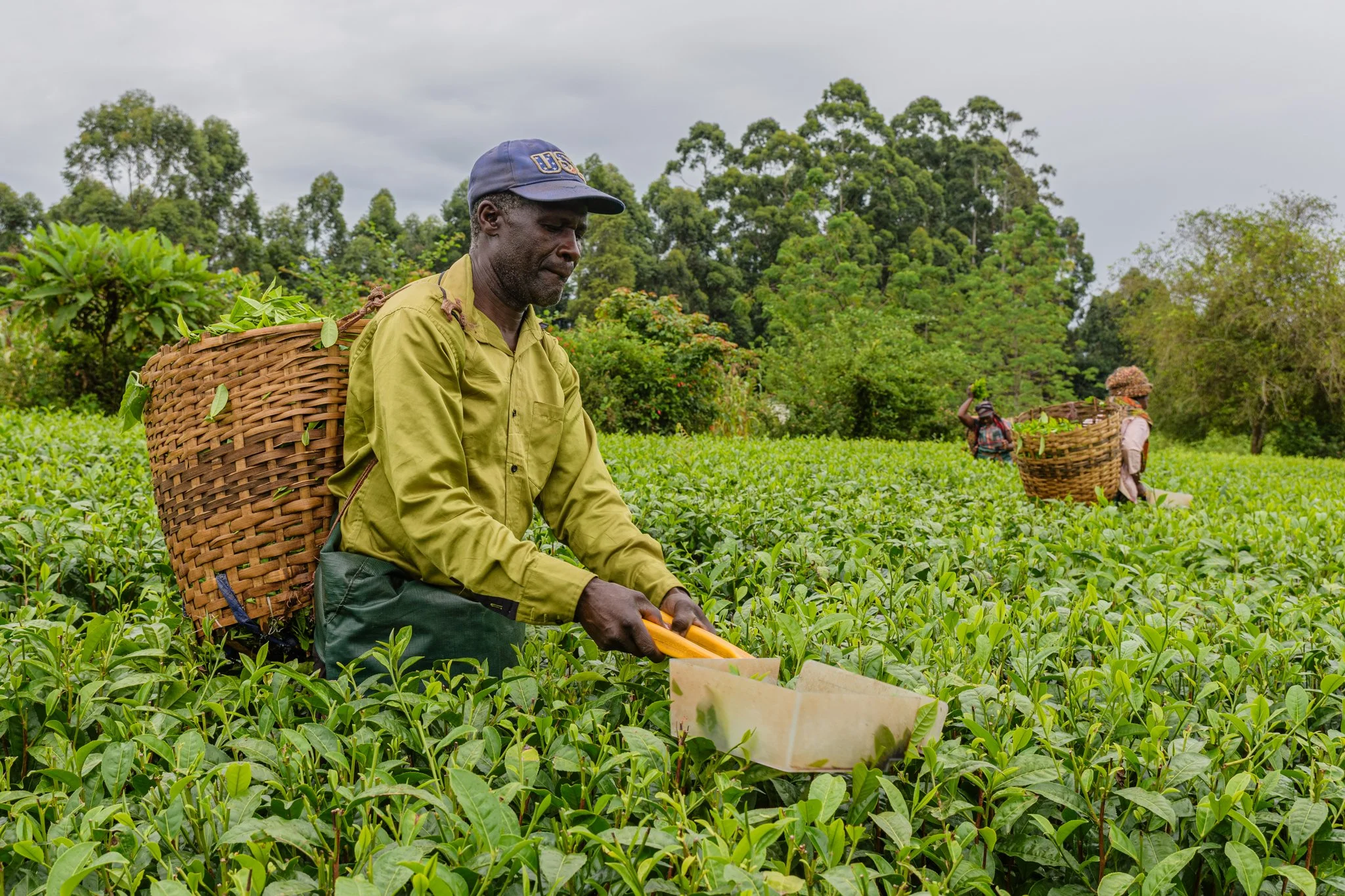 Farmer harvesting tea leaves in a lush green tea plantation with two other farmers in the background, surrounded by trees under a cloudy sky in Tukuyu, Mbeya, Tanzania.