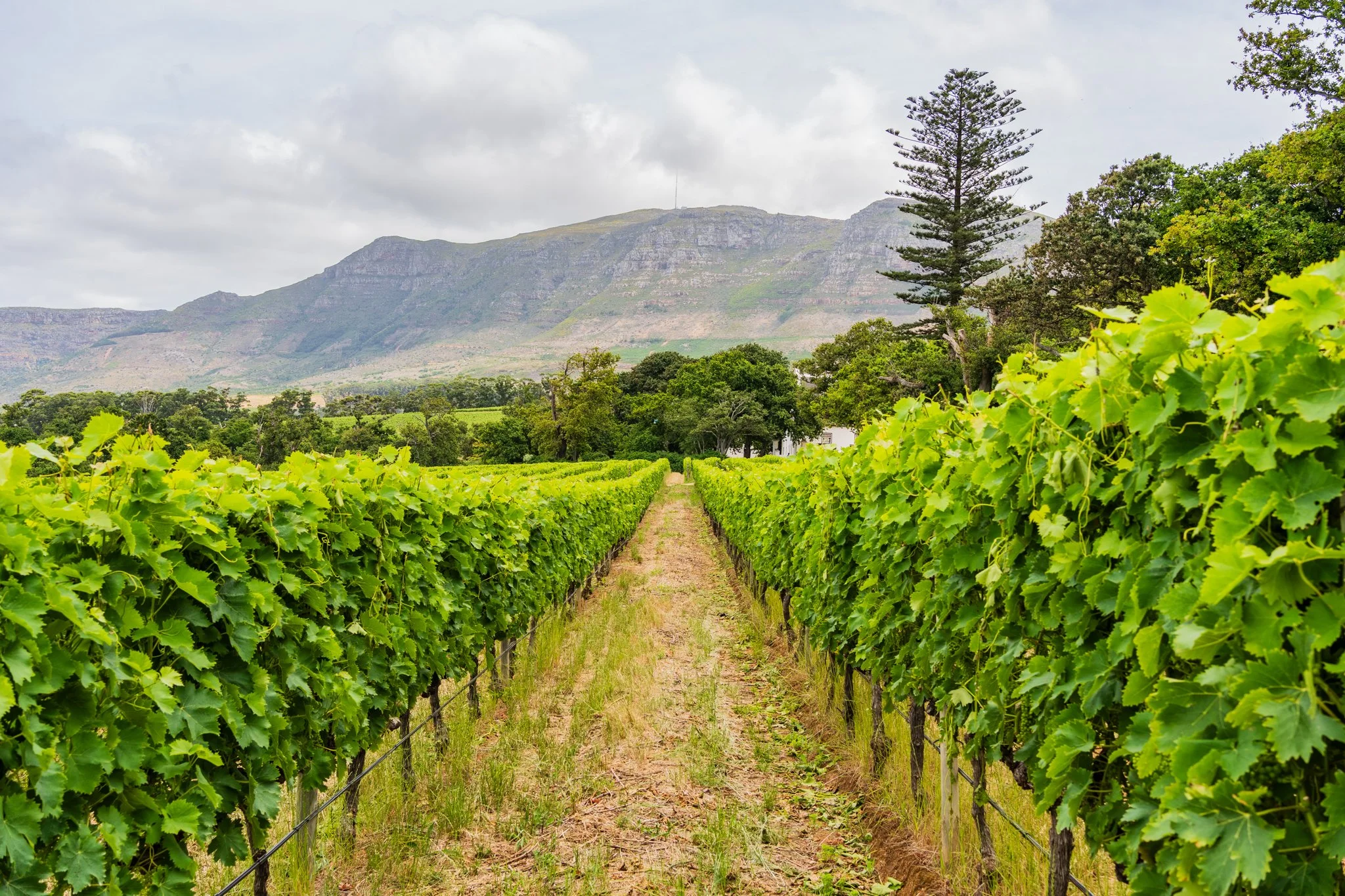 A lush vineyard with rows of grapevines extending towards a mountain range in the background, under a cloudy sky.