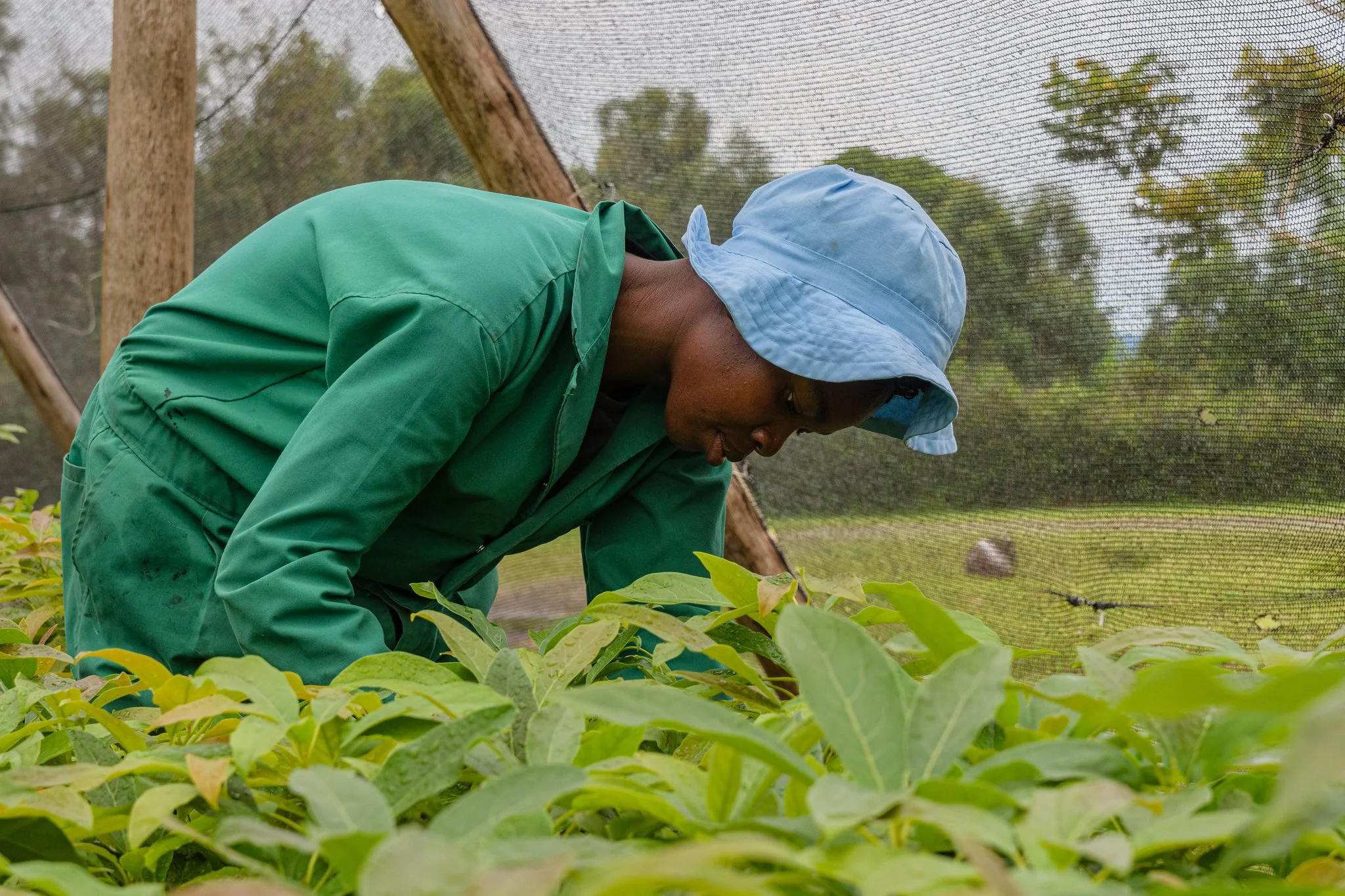 Farmer in green overalls and a blue hat tending to avocado plants inside a greenhouse plant nursery with mesh walls in Tukuyu, Mbeya, Tanzania.