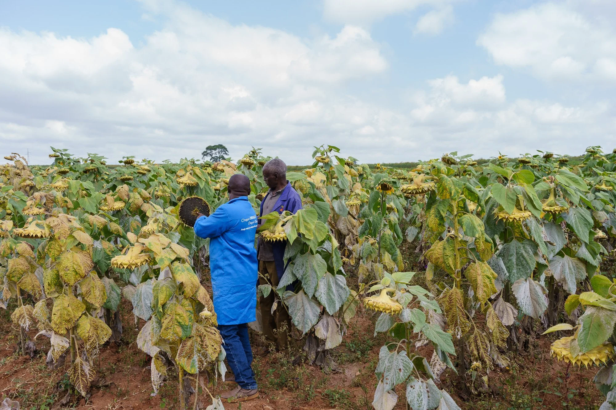 Two men in a sunflower field, one wearing a blue coat and the other a dark jacket, inspect sunflowers on a cloudy day during a Farm Africa project in Babati, Manyara, Tanzania.