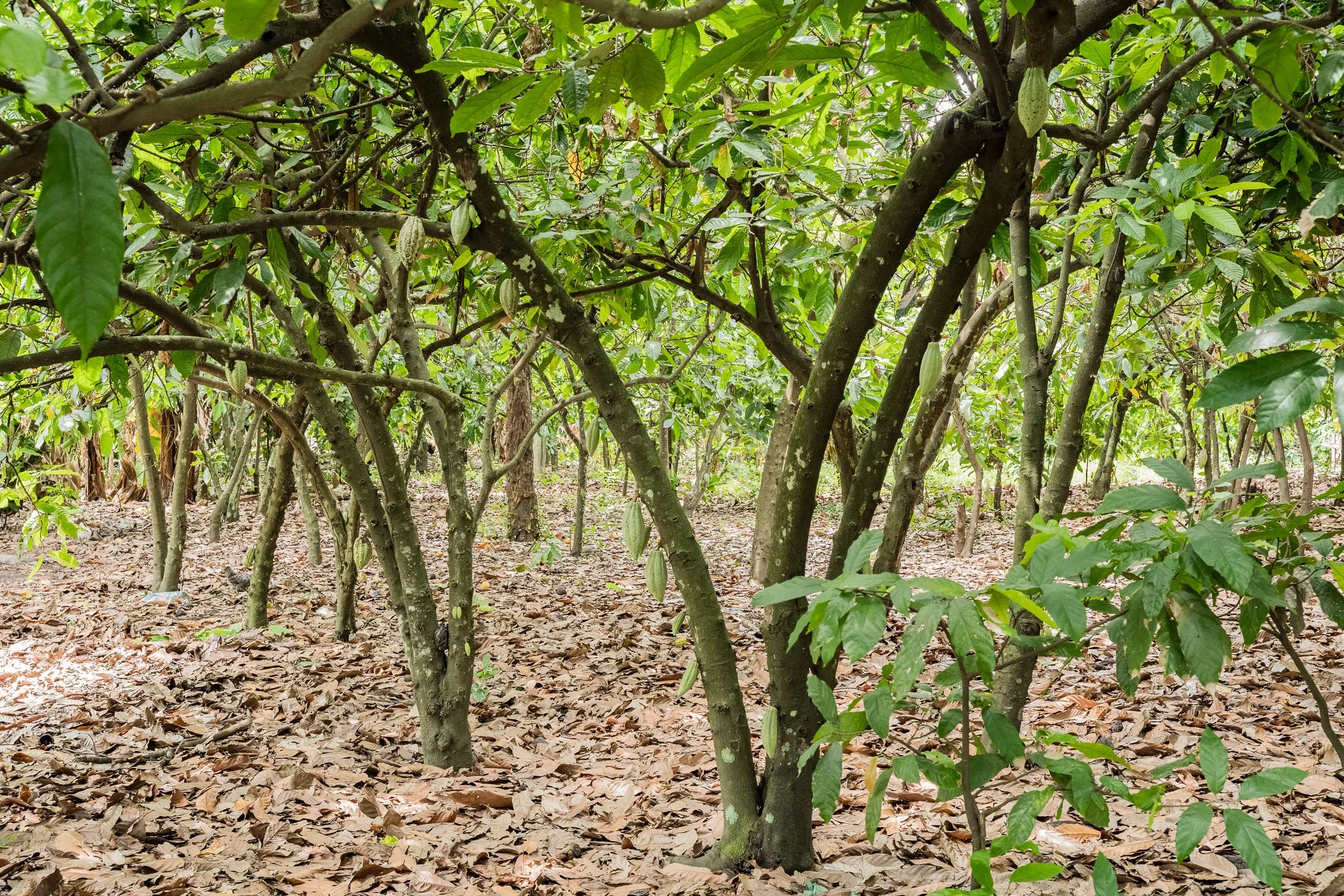 A cocoa plantation with trees and fallen leaves on the ground. Photographed on assignment for Transform Trade in Mababu Village, Tanzania