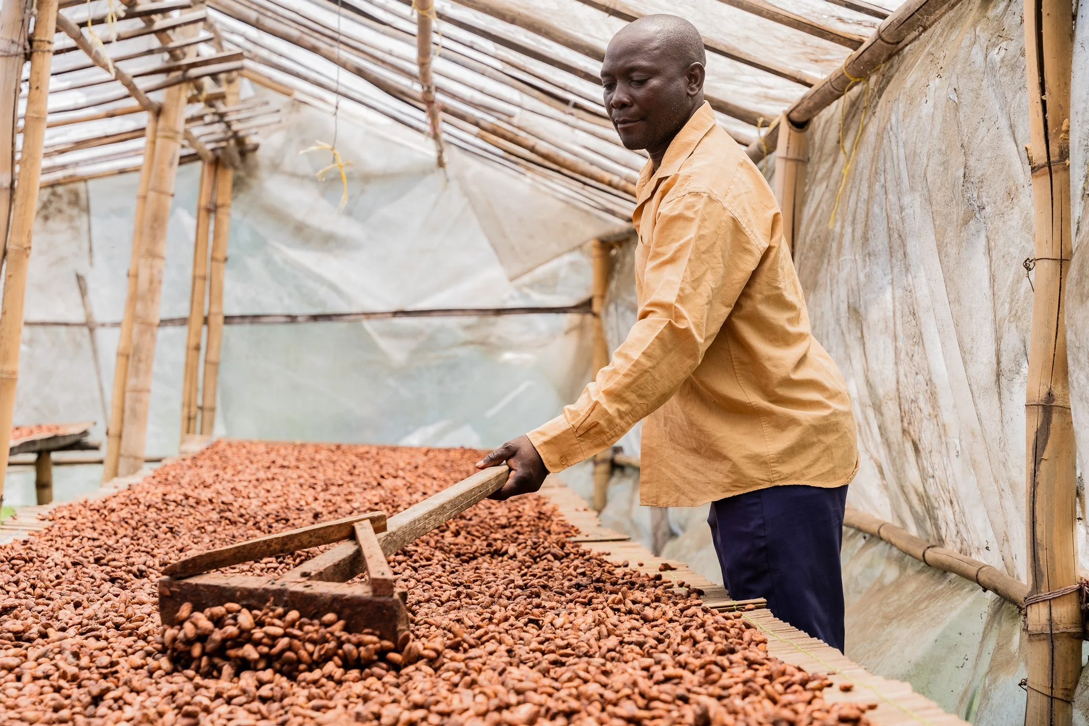 Man spreads cocoa beans on raised wooden drying racks inside a greenhouse in Kyela, Mbeya, Tanzania.