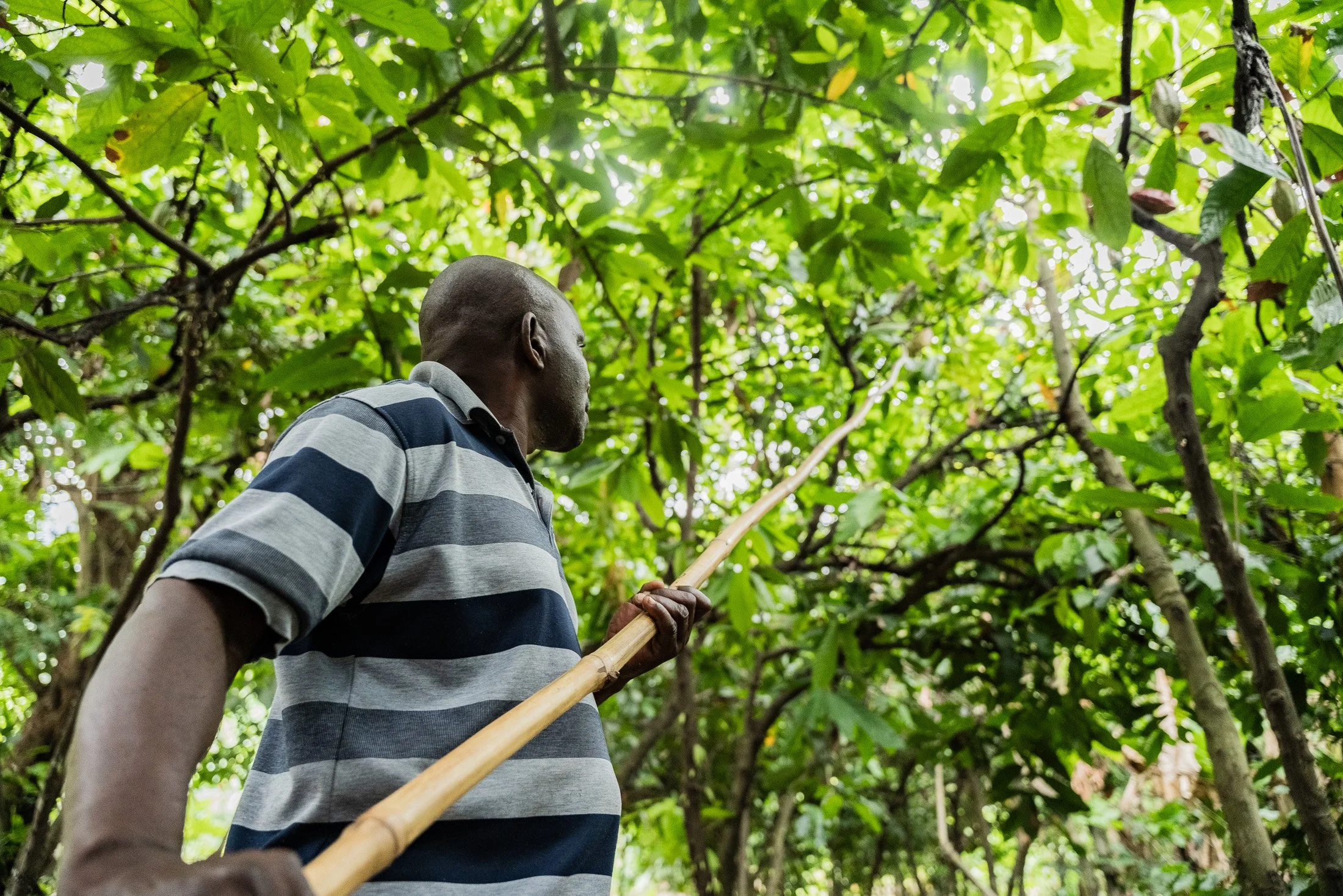 Cocoa farmer working inside a cocoa orchard in Mababu Village, Kyela District