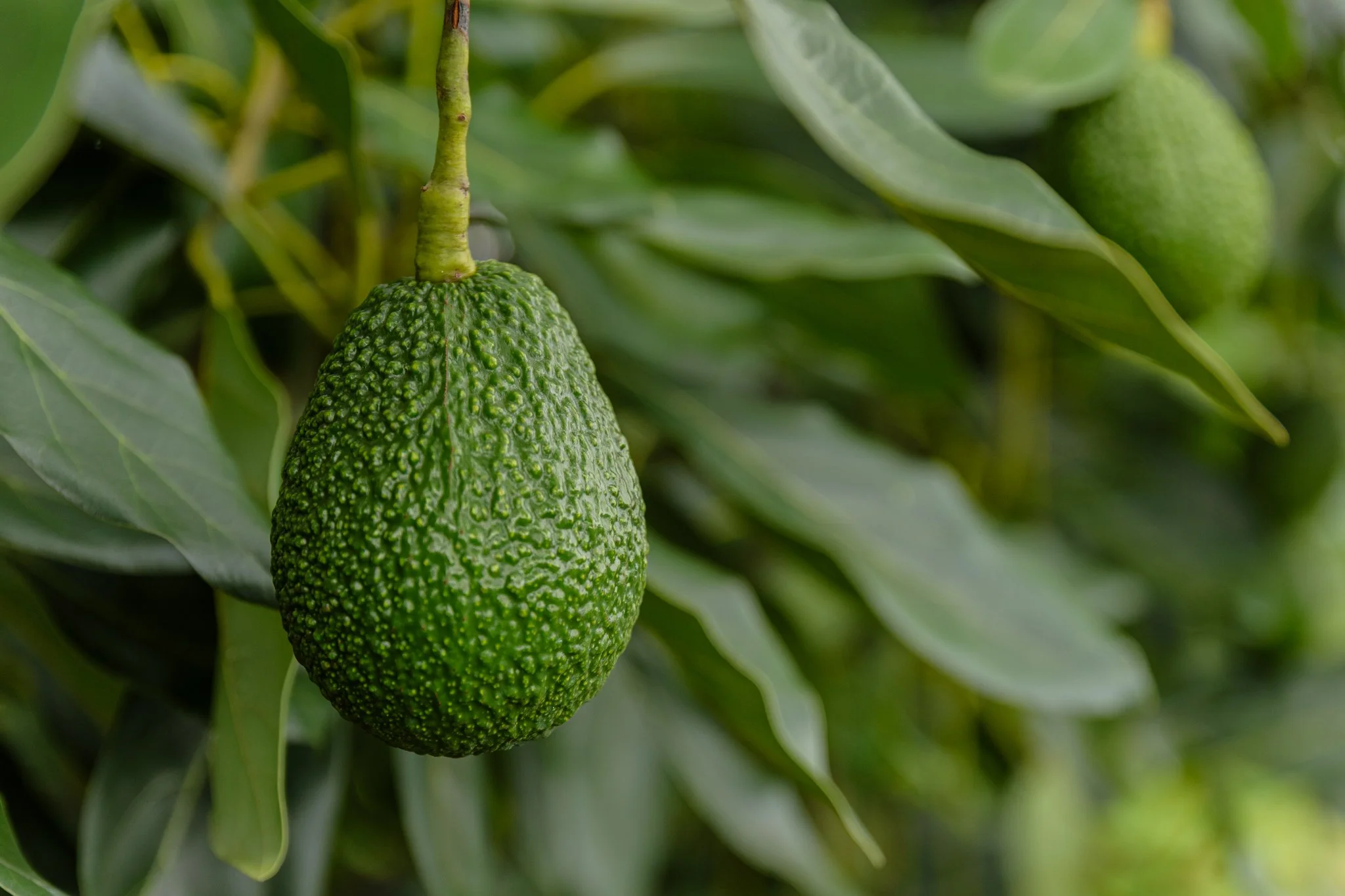 Close-up of a green avocado hanging from a tree surrounded by green leaves in Tukuyu, Mbeya, Tanzania.