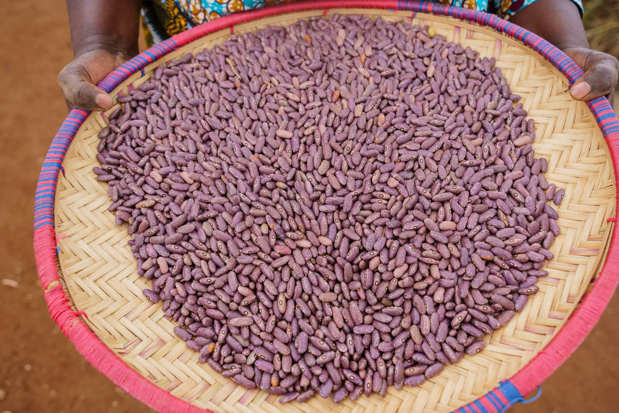 Harvested agricultural produce displayed in a woven tray image taken during Farm Africa programs in Babati, Tanzania.
