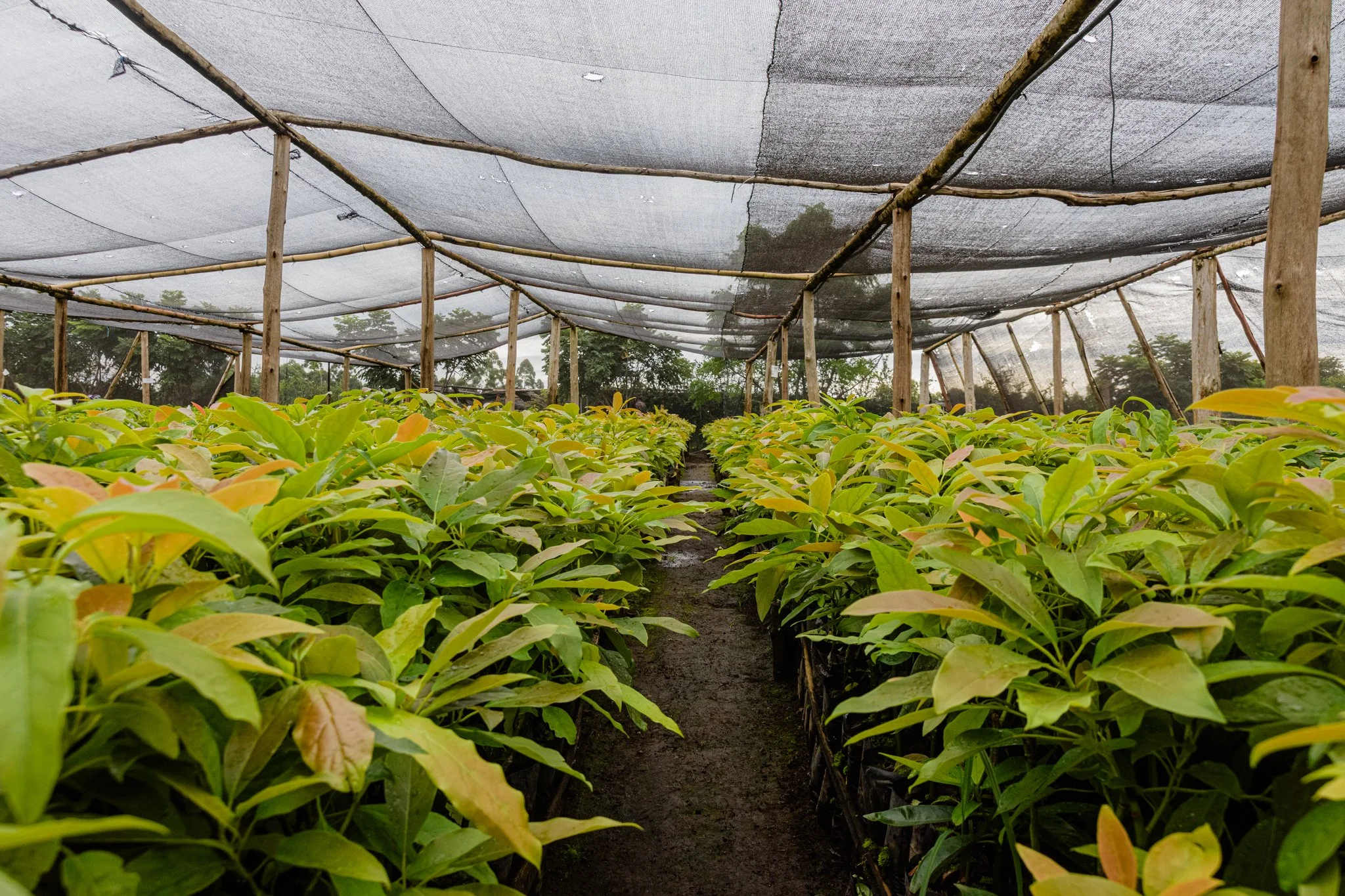 A greenhouse of a nursery with rows of avocado under a shade cloth roof supported by wooden poles in Tukuyu, Mbeya, Tanzania.