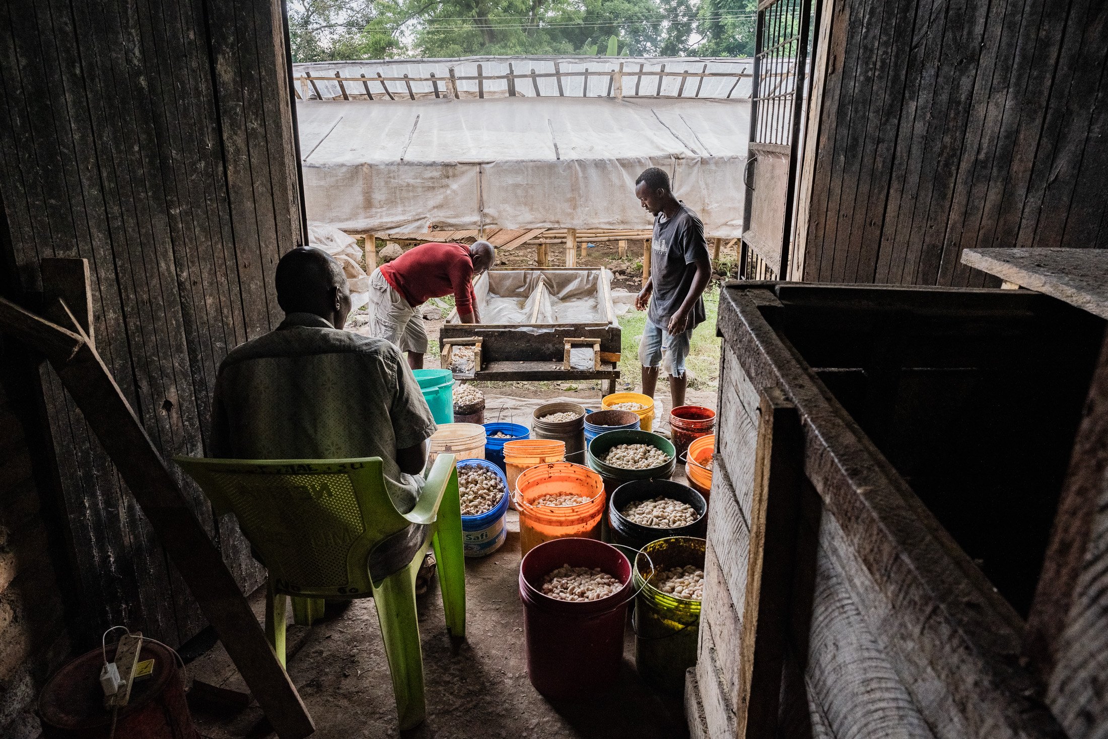 Interior view of a cocoa fermenting processing space used by farmers in Mababu Village.