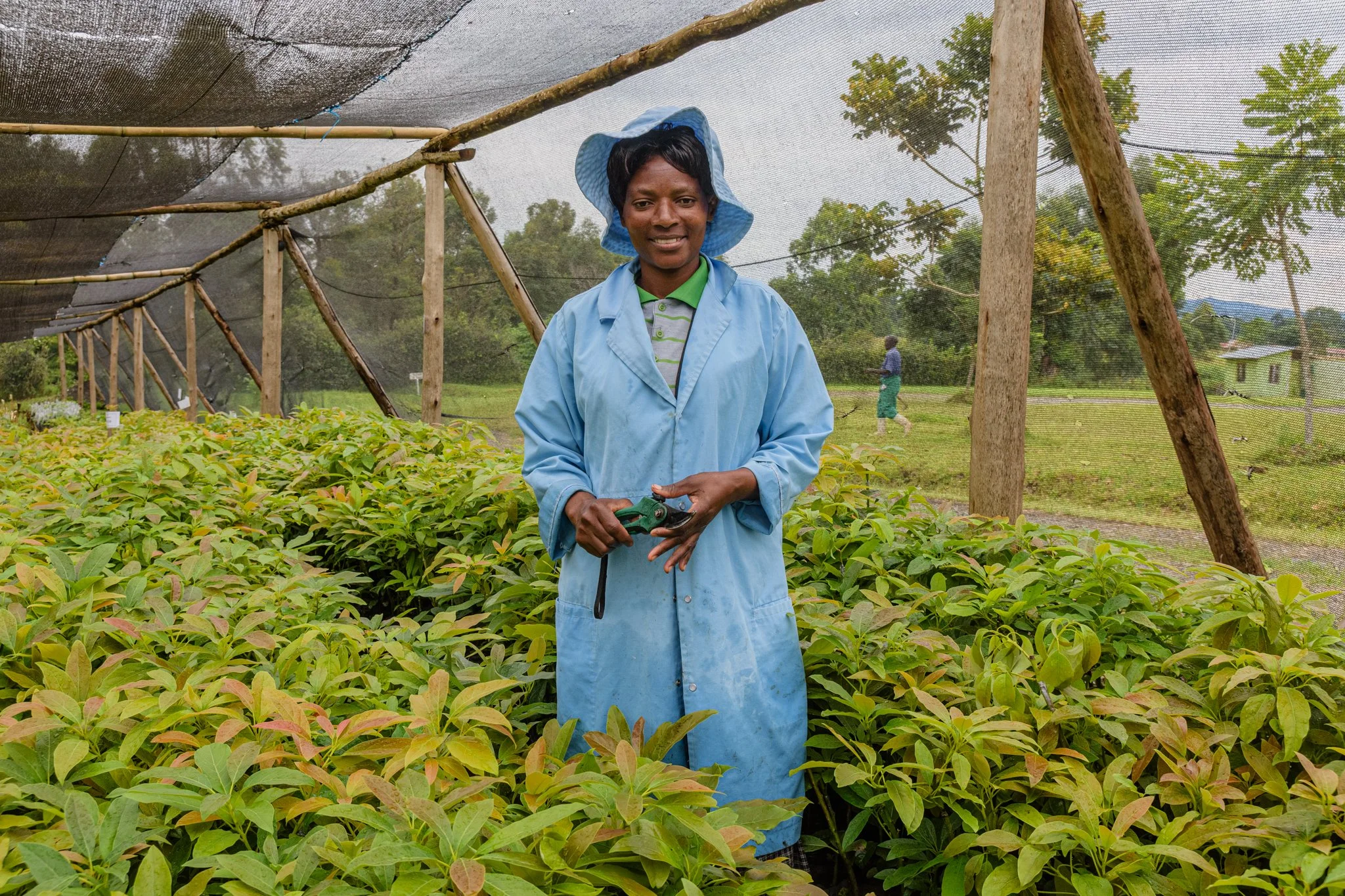 A woman in a blue coat and hat standing in an avocado nursery, holding pruning shears in a mesh canopy in Tukuyu, Mbeya, Tanzania.