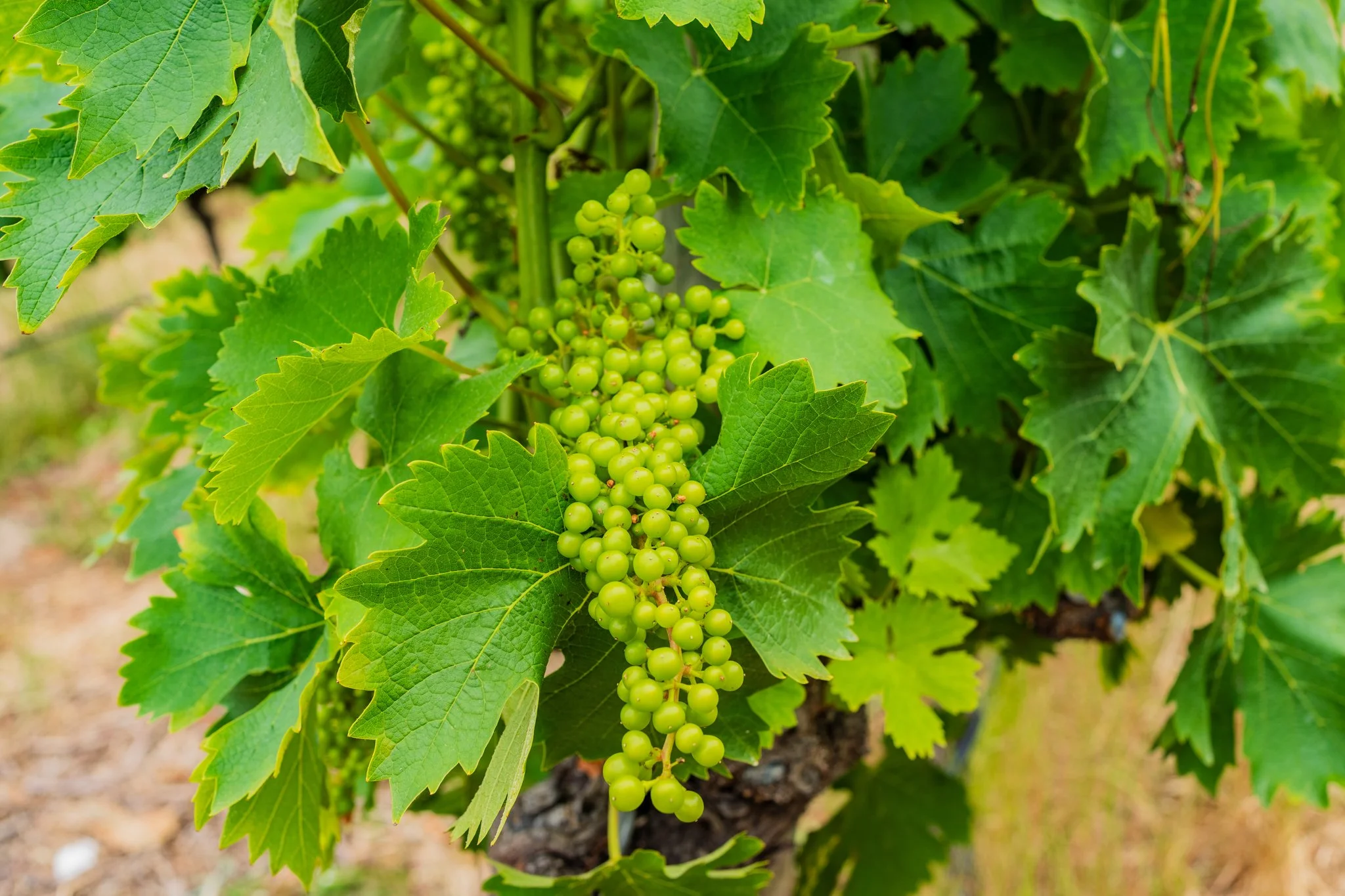 Green grapes growing on a vine with green leaves.