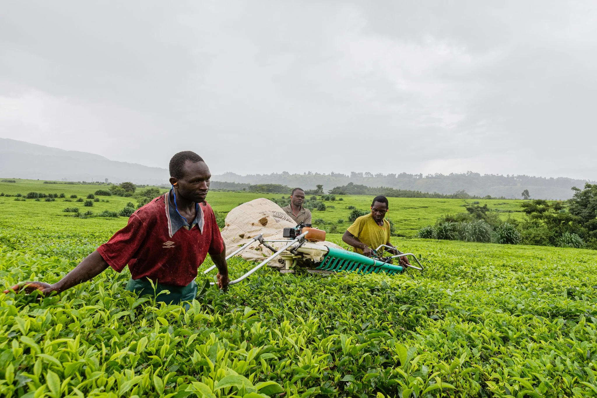 Three farmers working in a lush green tea plantation with mountains in the background, under cloudy skies in Tukuyu, Mbeya, Tanzania.