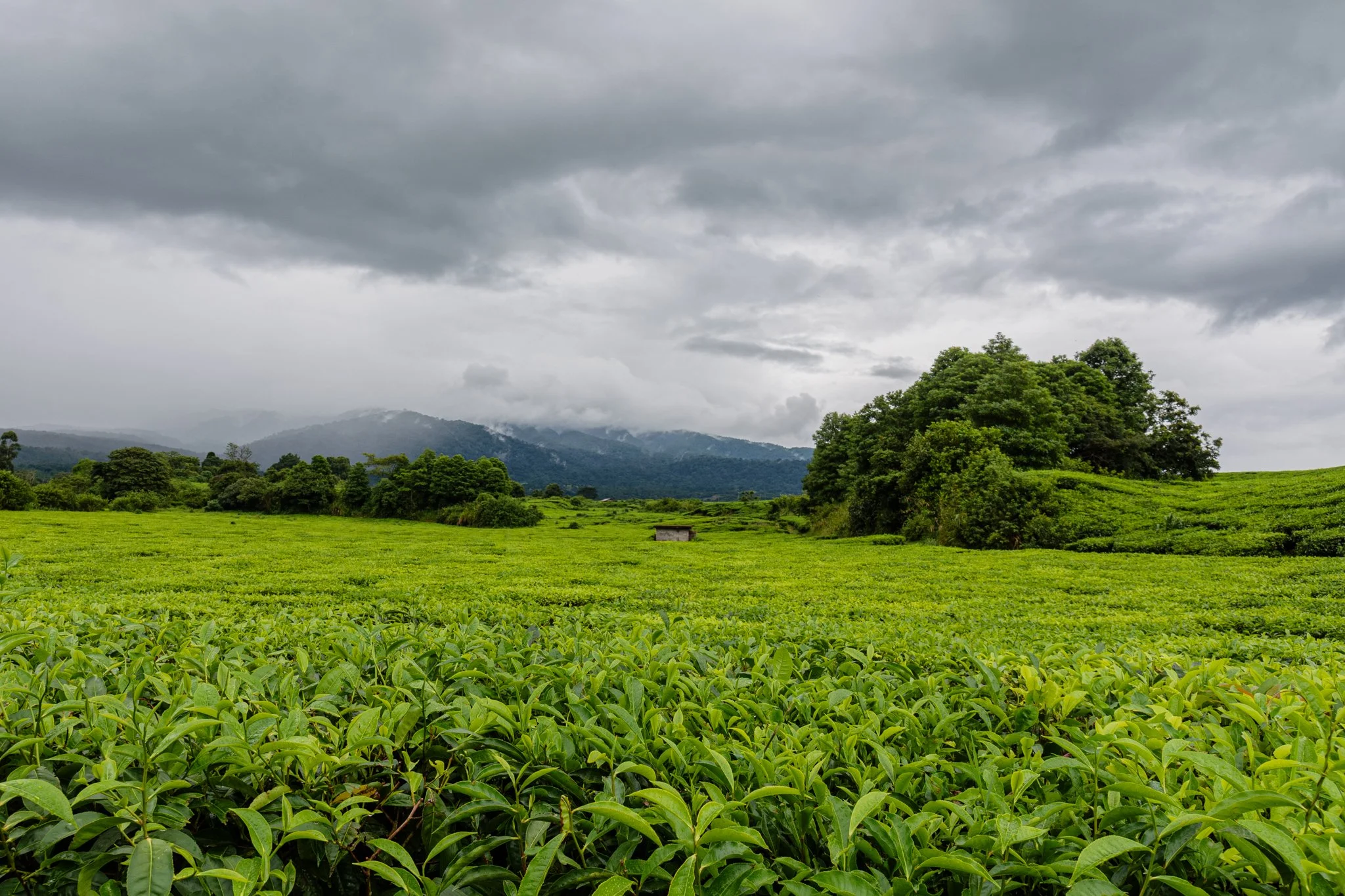Green hills of tea plantation, trees, and mountains in the background, under a cloudy sky in Tukuyu, Mbeya, Tanzania.