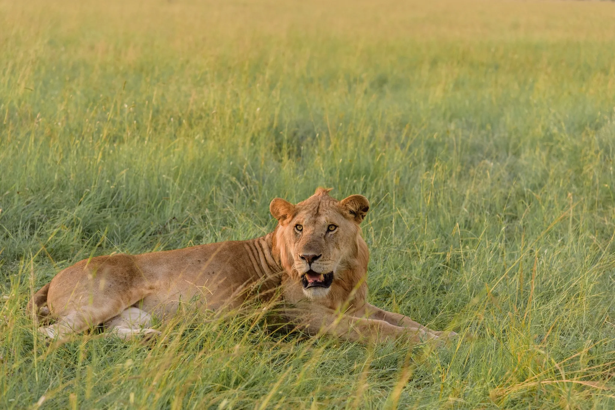 Singita Grumeti - Serengeti-024.JPG