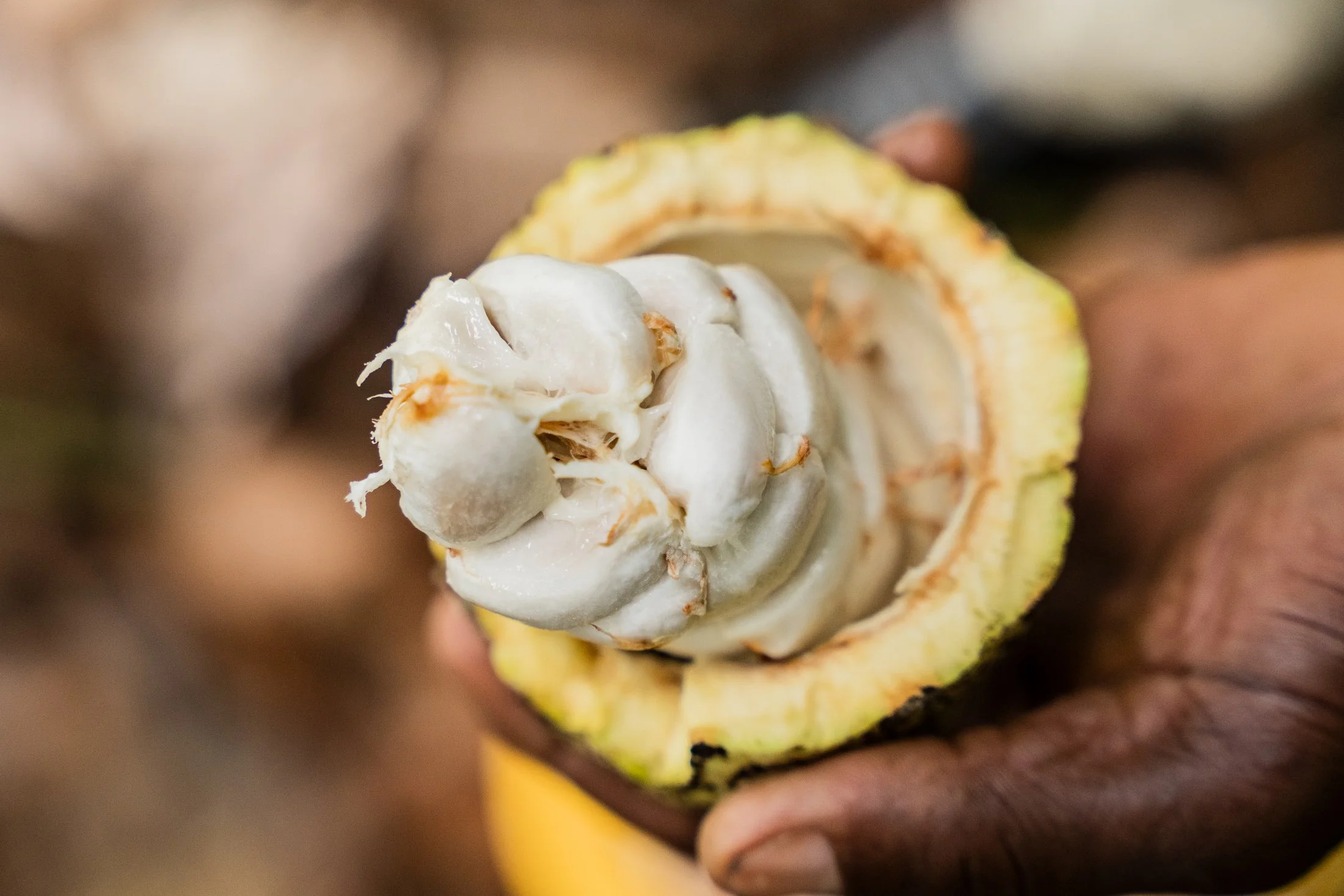 Opened cocoa pod showing fresh cocoa beans produced by smallholder farmers in Kyela, Tanzania