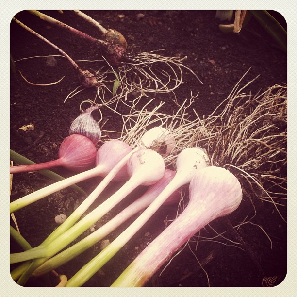 Garlic always arrives early