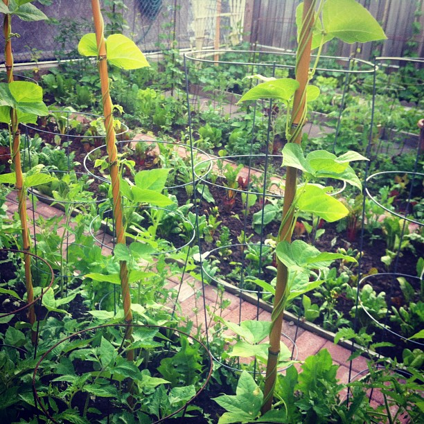 Bamboo does wonders for the garden