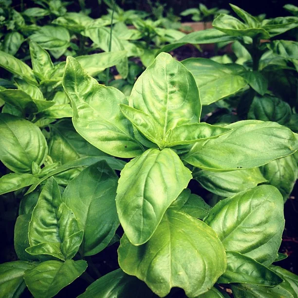 Fresh aromatic basil