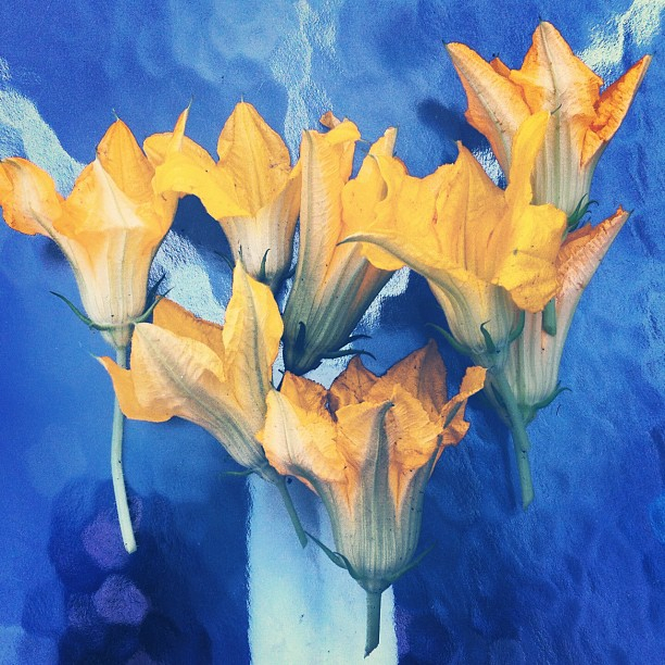 Radiant blossoms