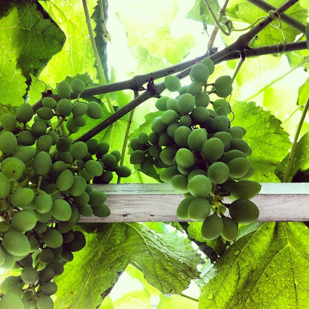 Grapes on the pergola