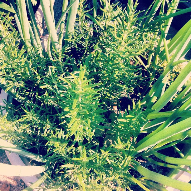 Aromatic & powerful