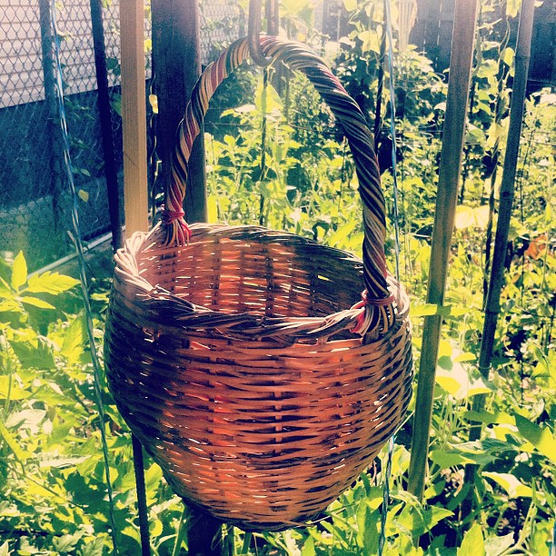 Fig basket