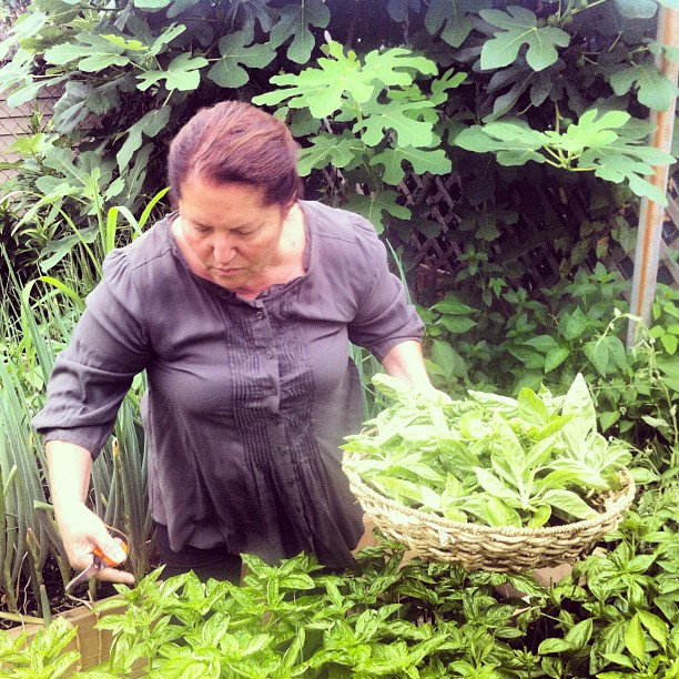 Basil picking, Nonna style