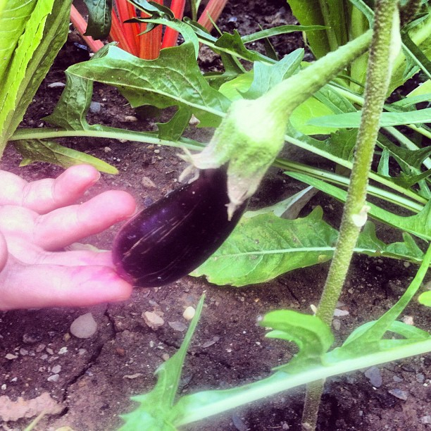 Look, it's a baby eggplant