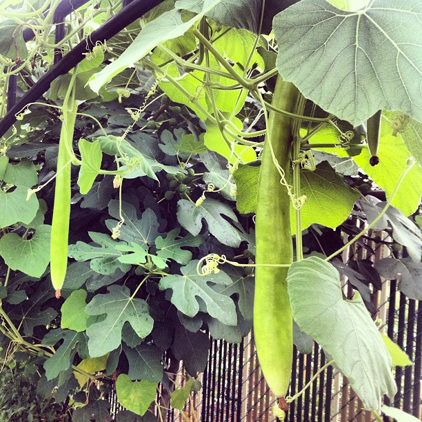 Nonna's zucchini is out of control