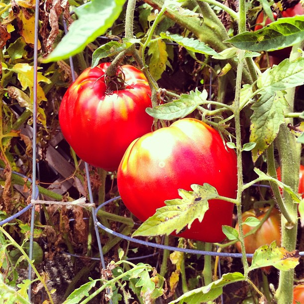 Bright red like a heart should be