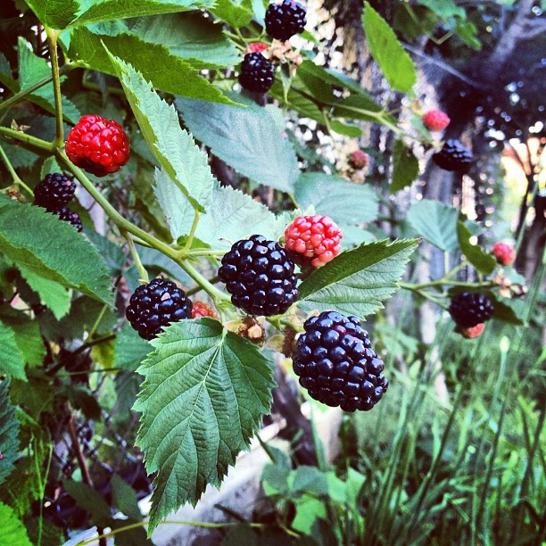 Blackberries rising