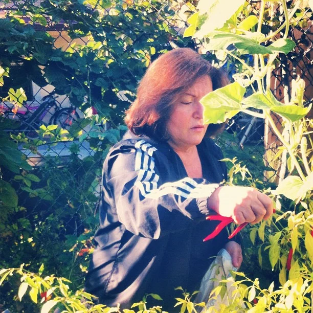 Nonna picking chilies this morning