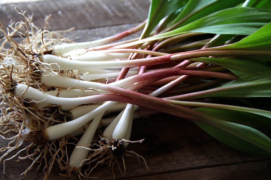 ramps-almost-ready-to-cook.jpg